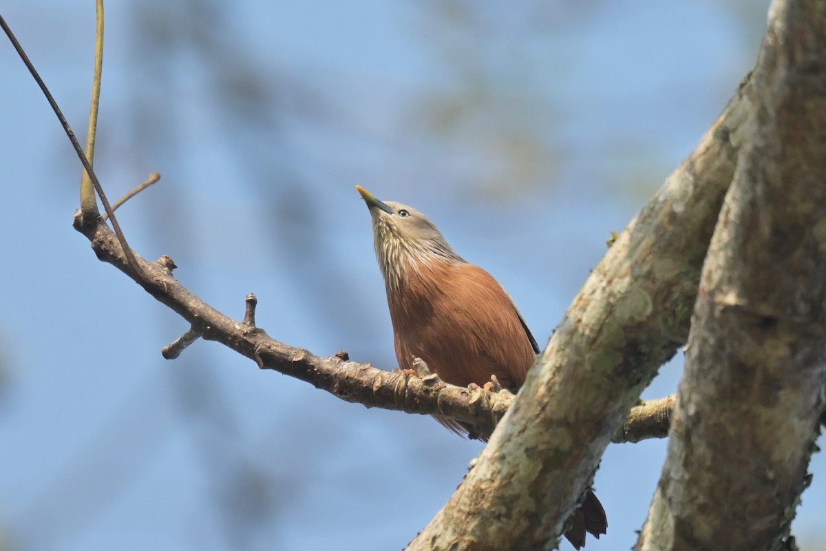 Chestnut-tailed Starling - ML643019817