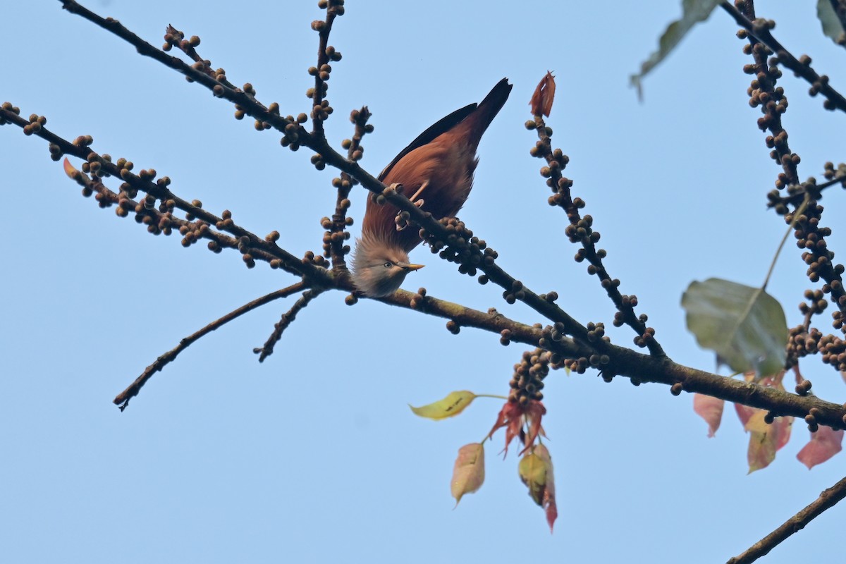 Chestnut-tailed Starling - ML643019818