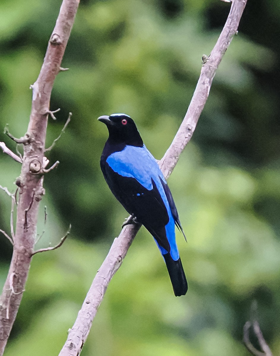 Asian Fairy-bluebird - ML643019824