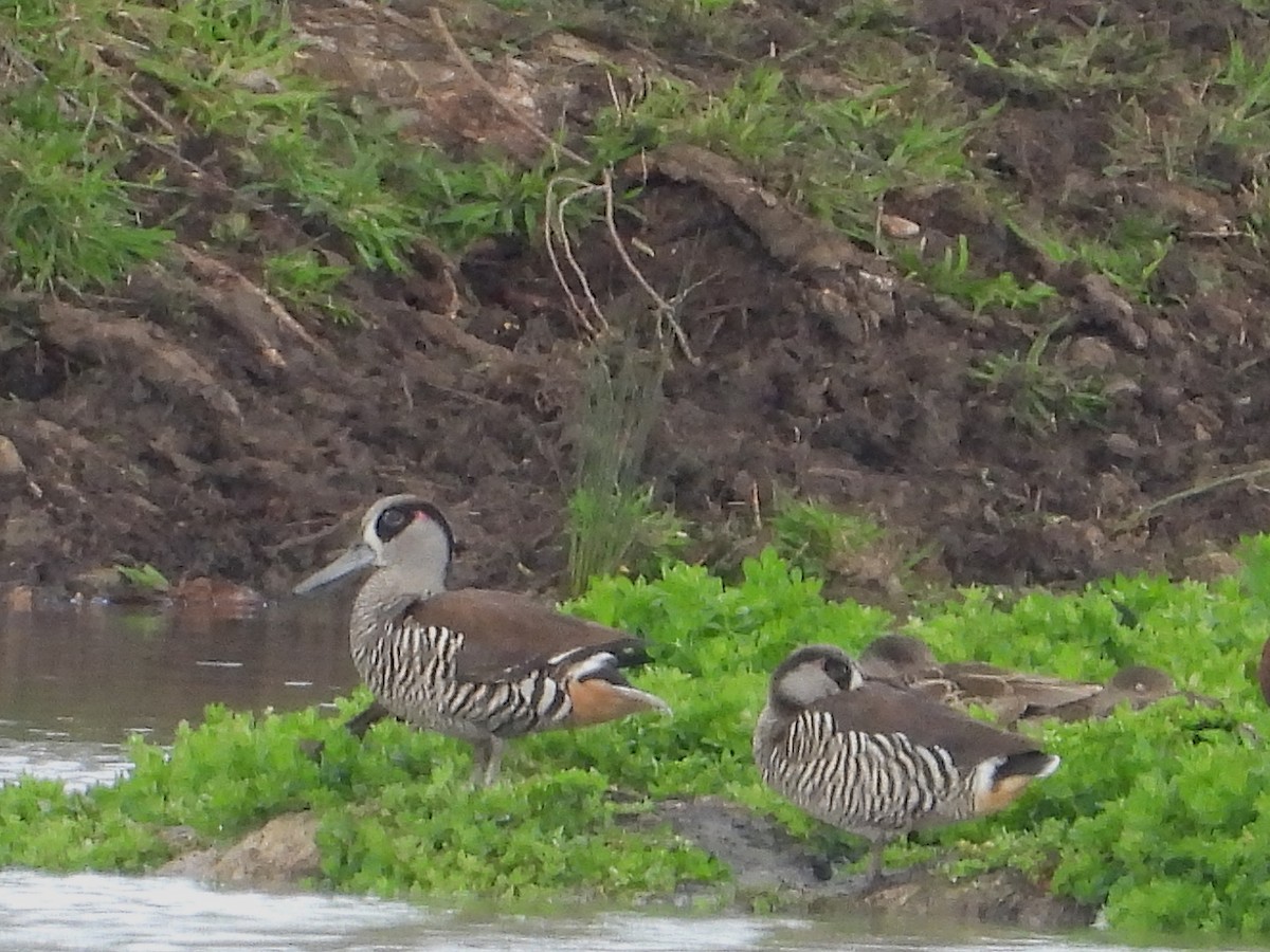 Pink-eared Duck - ML643019826