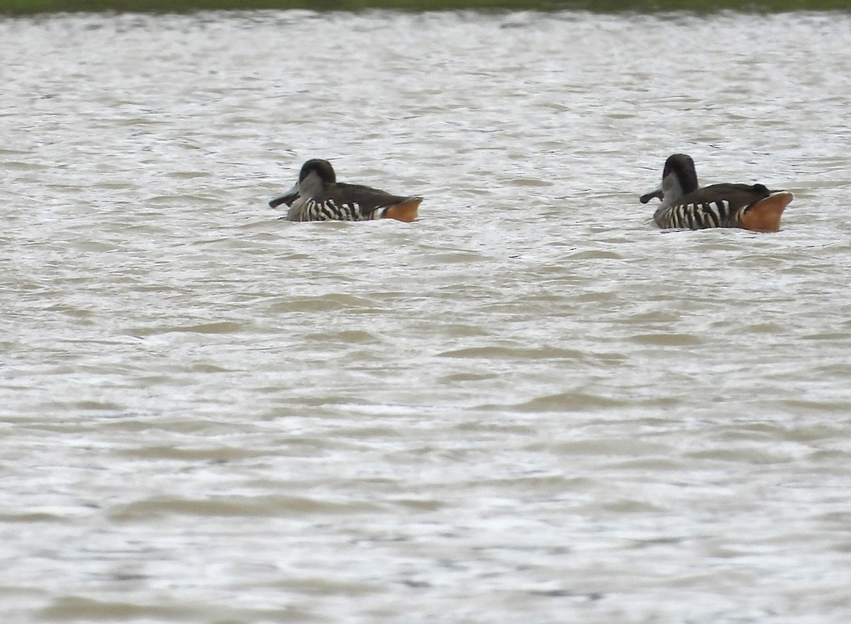 Pink-eared Duck - ML643019827