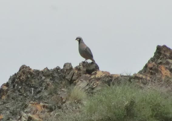 Txukar eperra - ML643019834