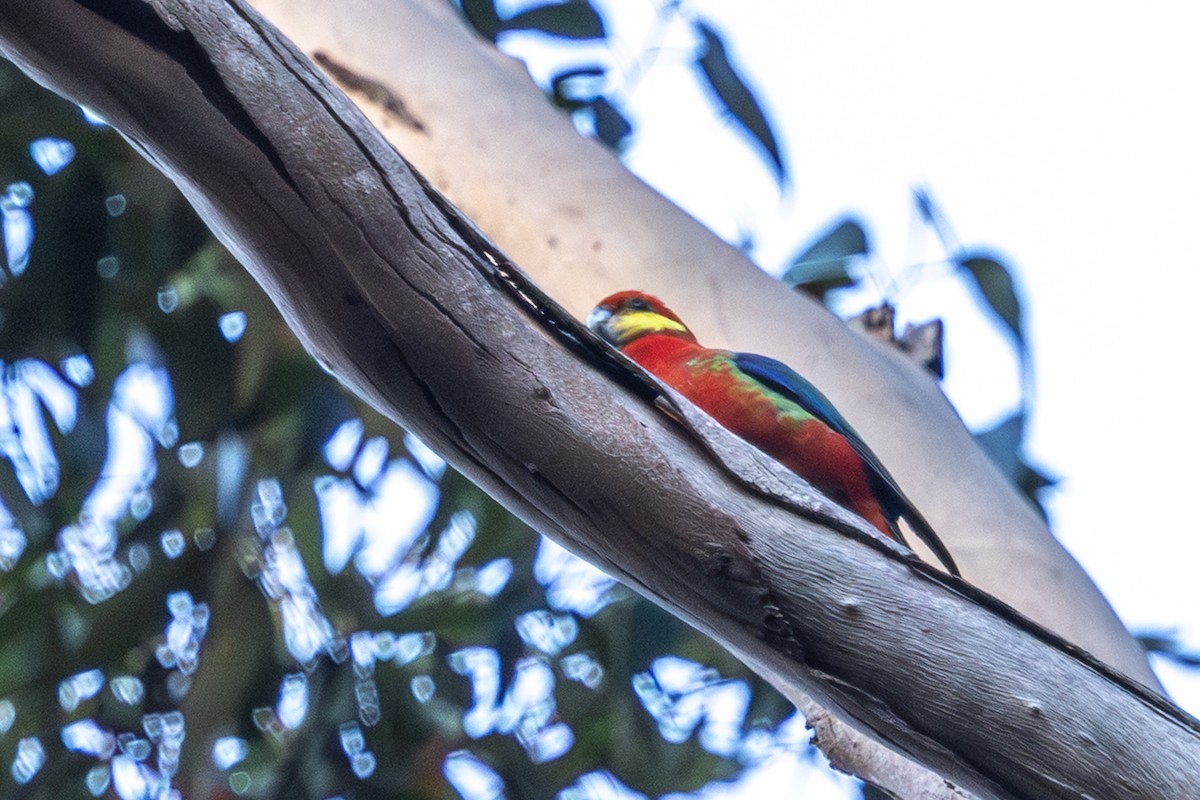 Western Rosella - ML643019841