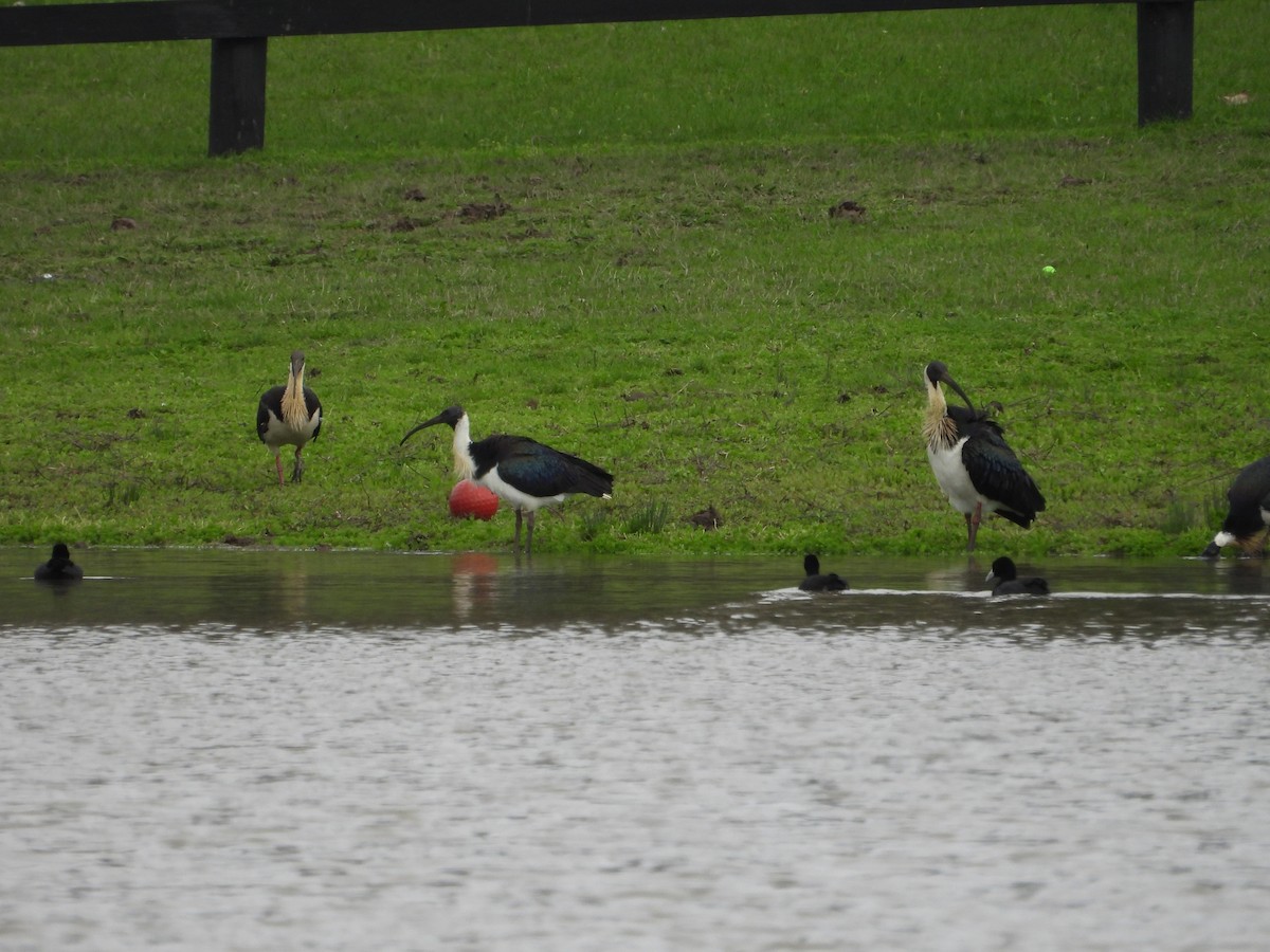 Straw-necked Ibis - ML643019848