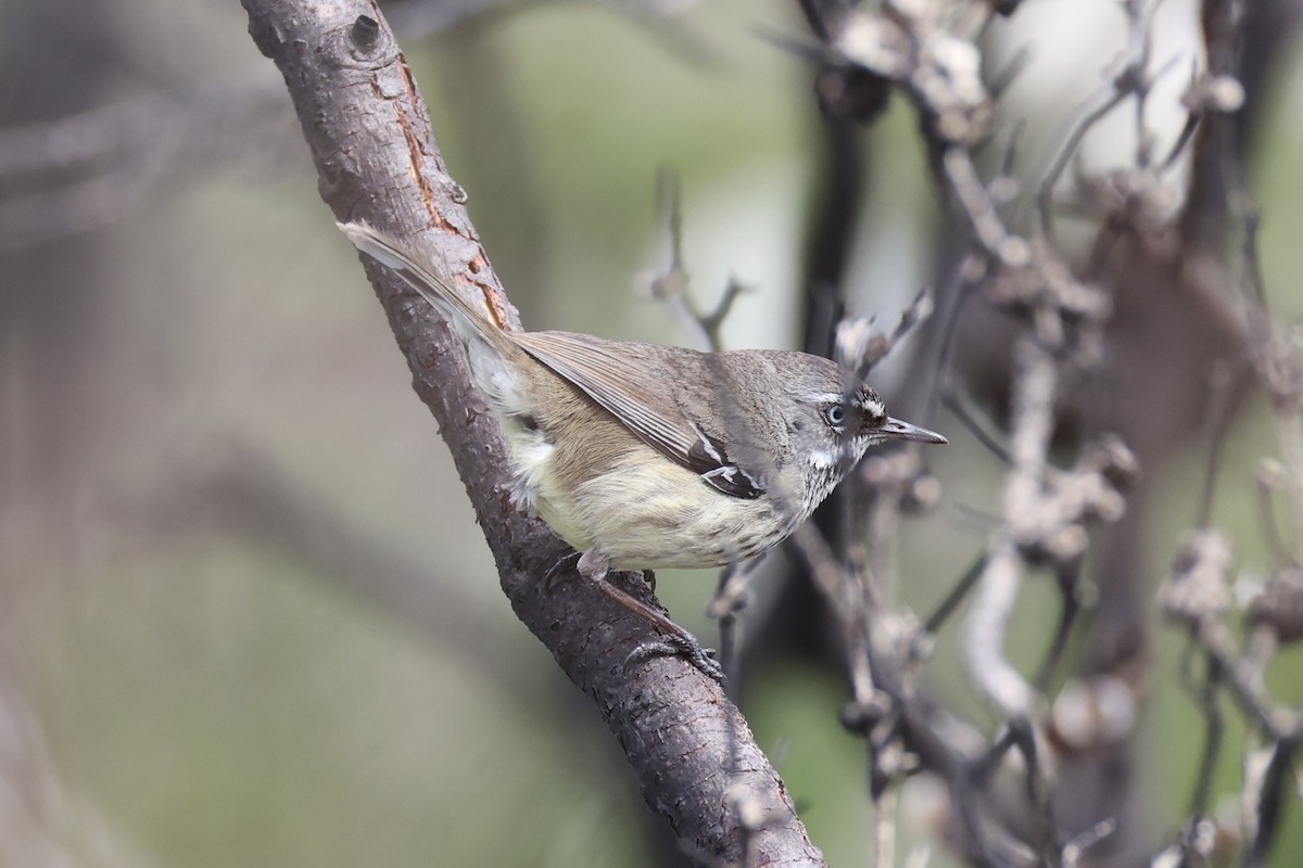 Spotted Scrubwren - ML643019851