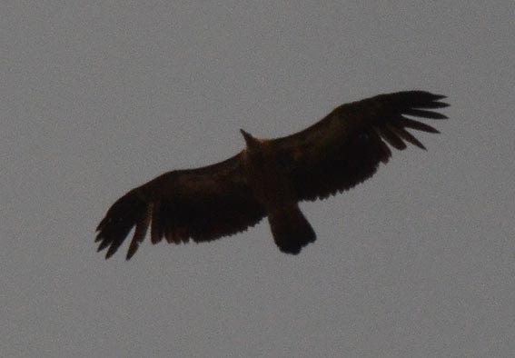 Himalayan Griffon - ML643019852
