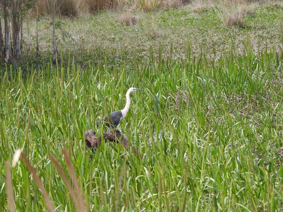 Pacific Heron - ML643019856