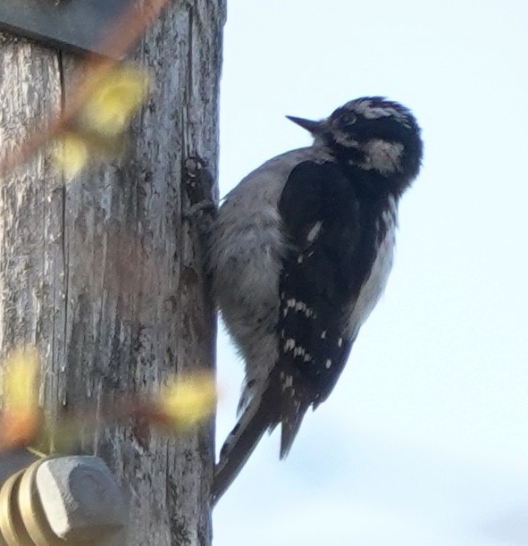 Downy Woodpecker (Pacific) - ML643019862
