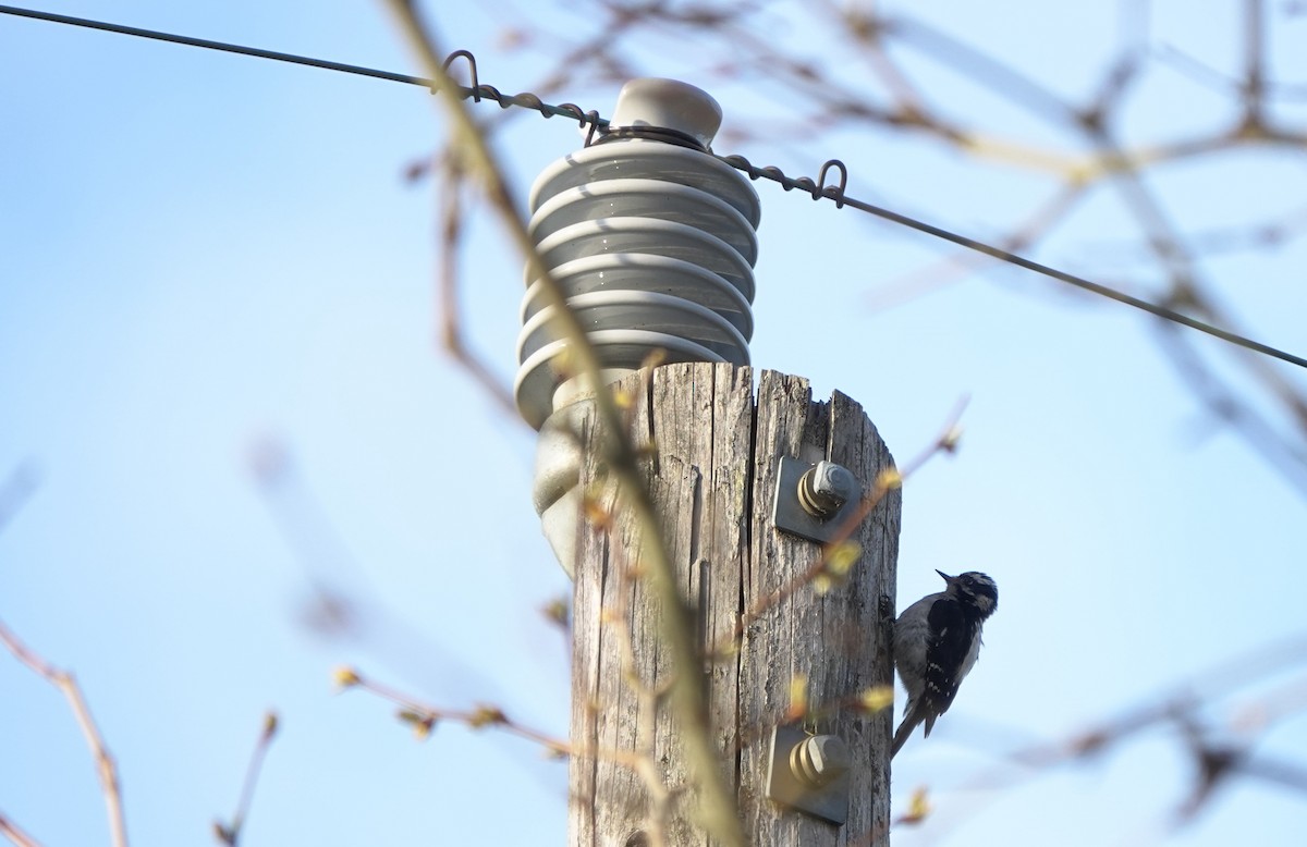 Downy Woodpecker (Pacific) - ML643019865