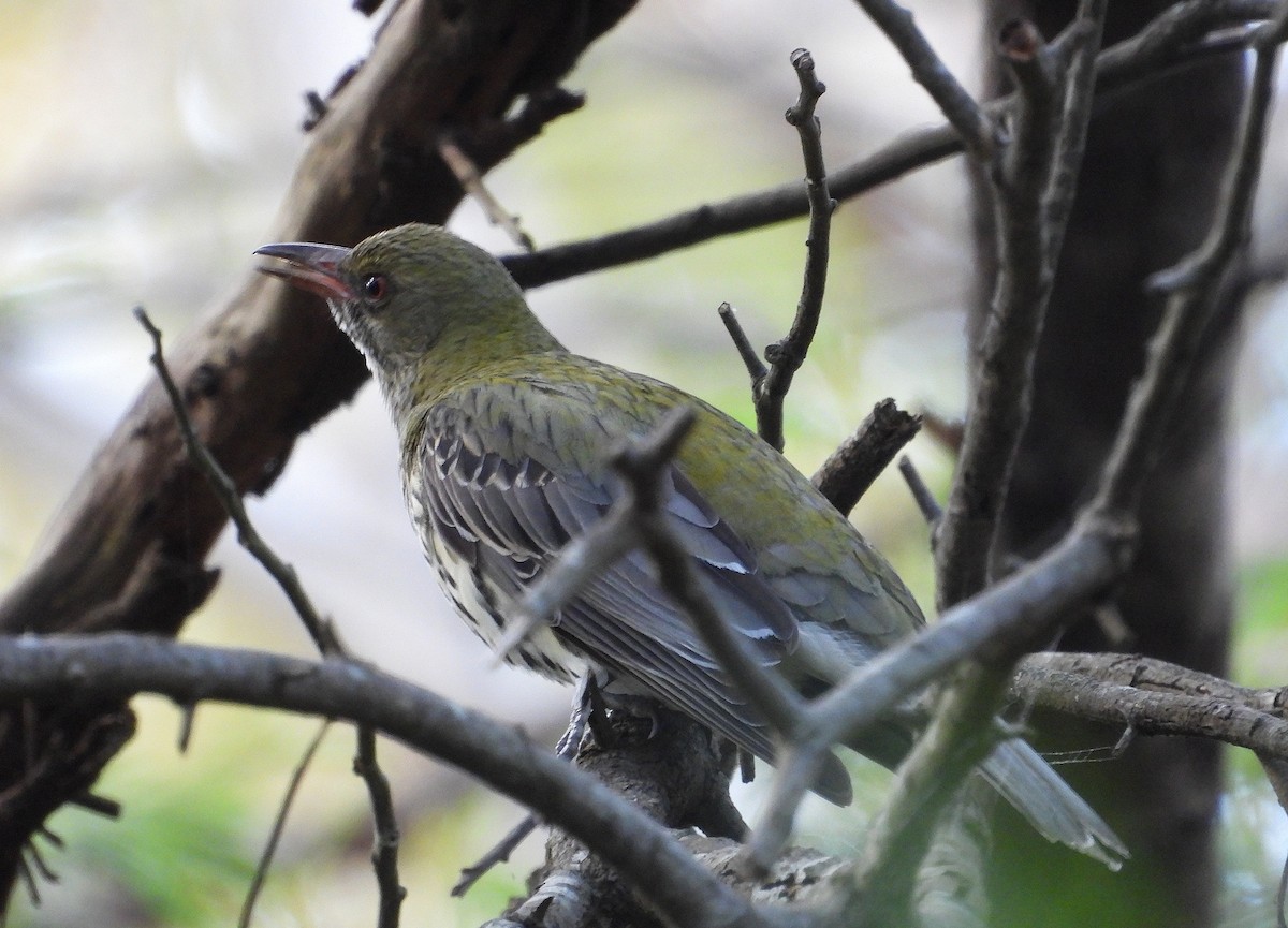 Olive-backed Oriole - ML643019886