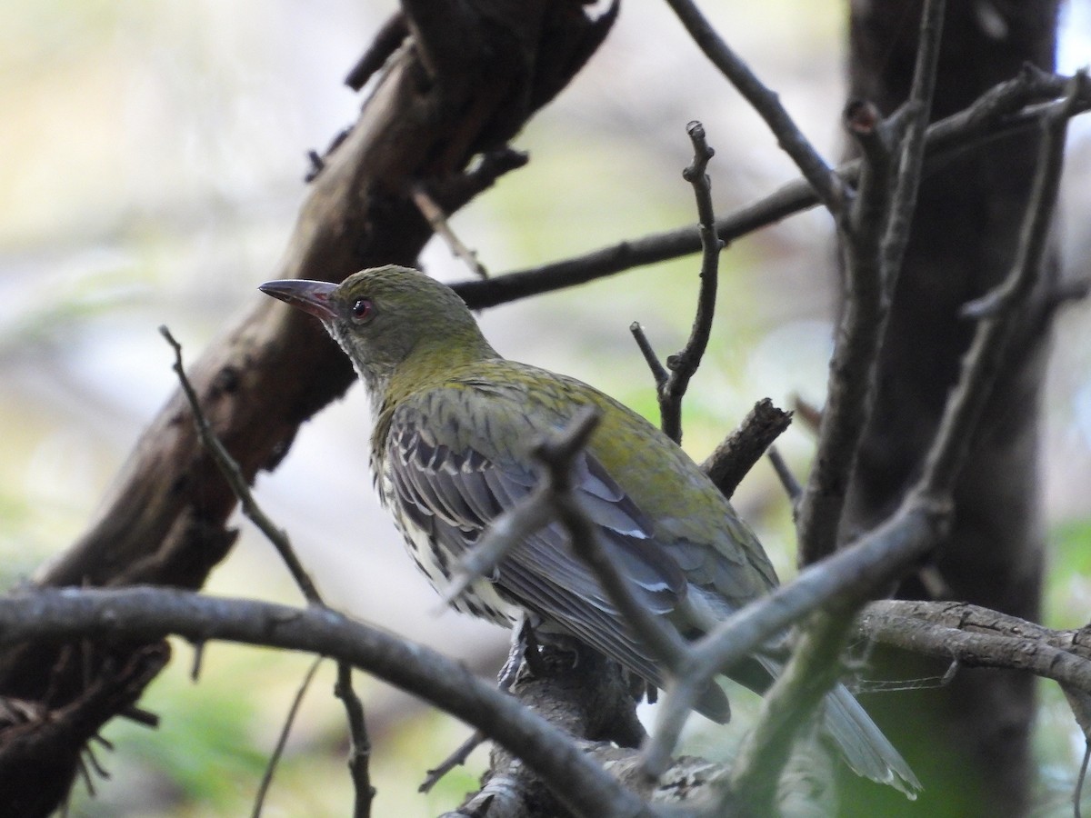 Olive-backed Oriole - ML643019887