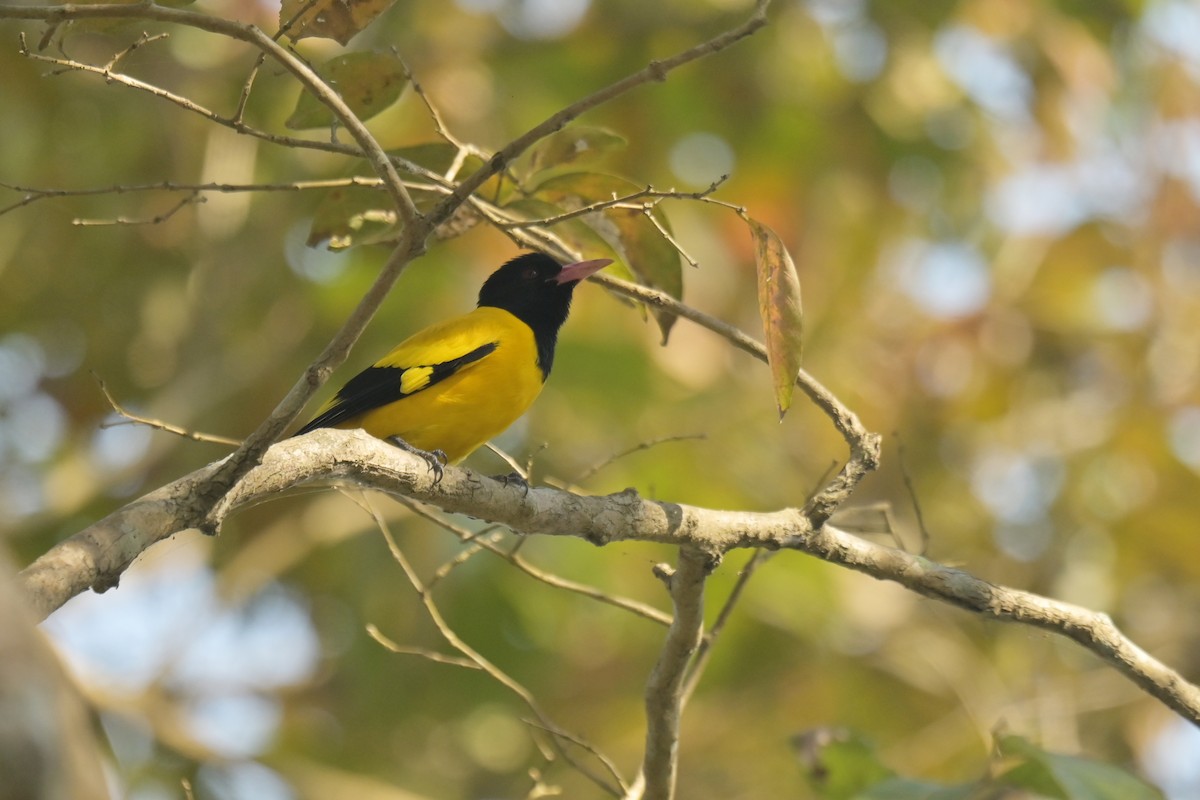 Black-hooded Oriole - ML643019890