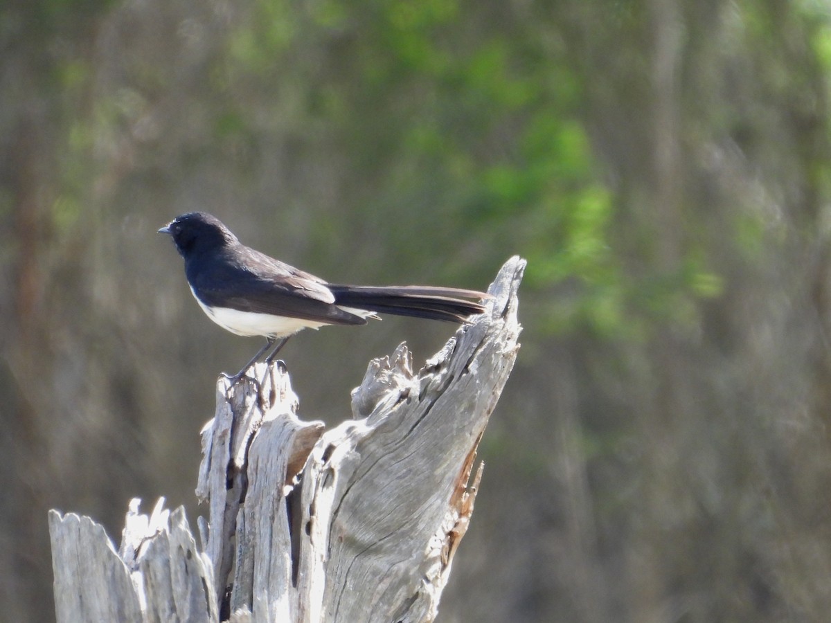 Willie-wagtail - ML643019892