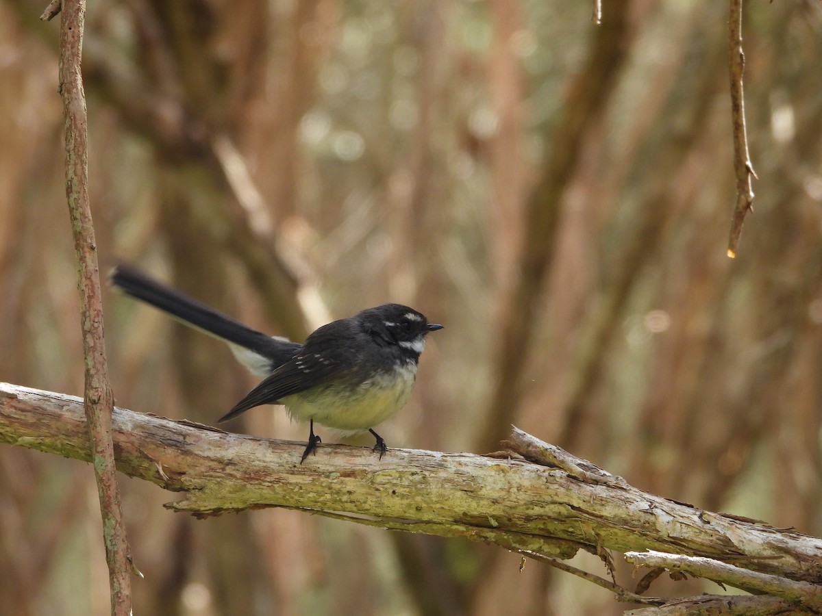 Gray Fantail - ML643019894