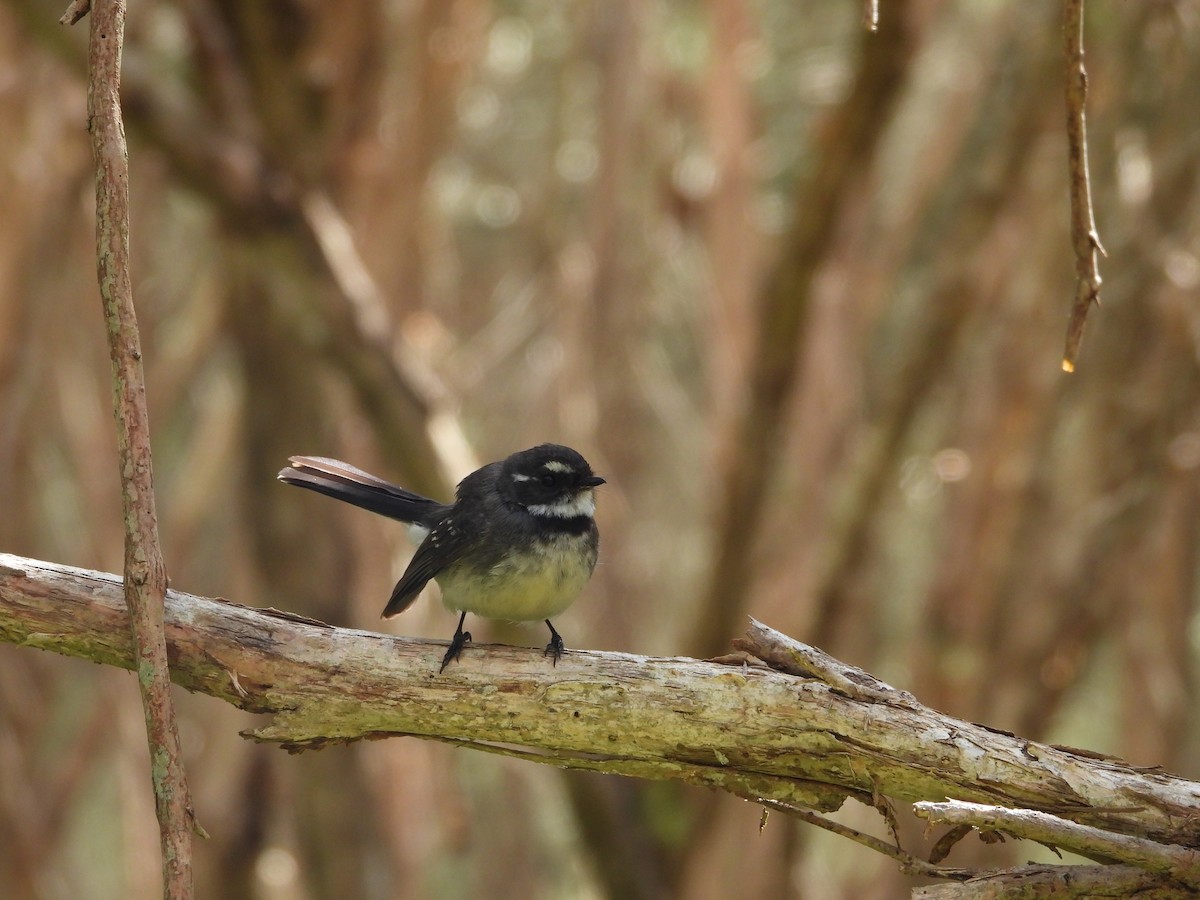 Gray Fantail - ML643019895