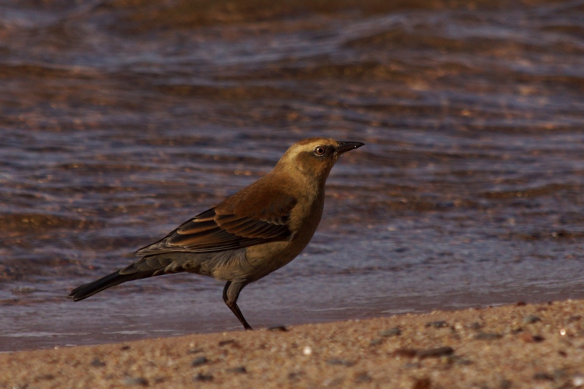 Rusty Blackbird - ML643019898