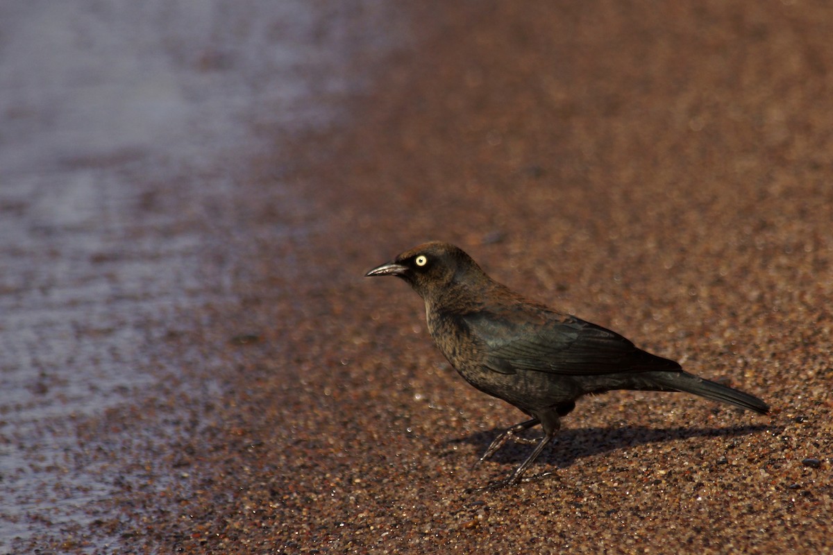 Rusty Blackbird - ML643019899