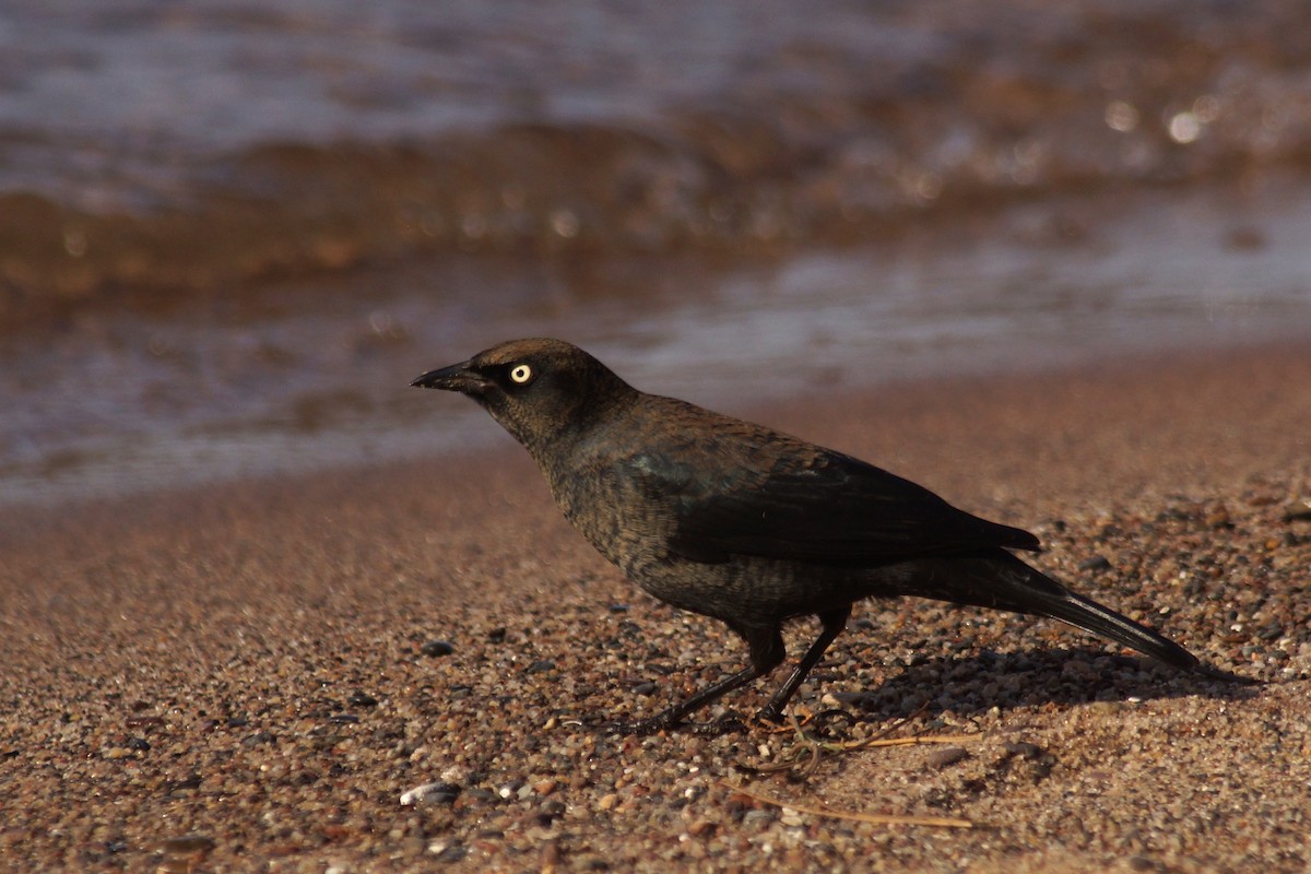 Rusty Blackbird - ML643019900