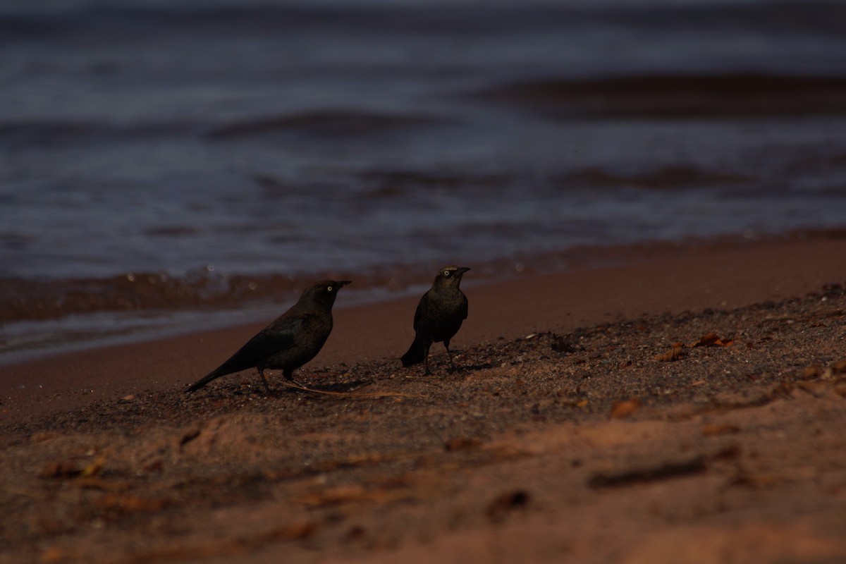 Rusty Blackbird - ML643019901