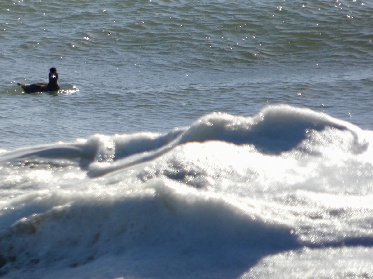 Surf Scoter - ML643019903
