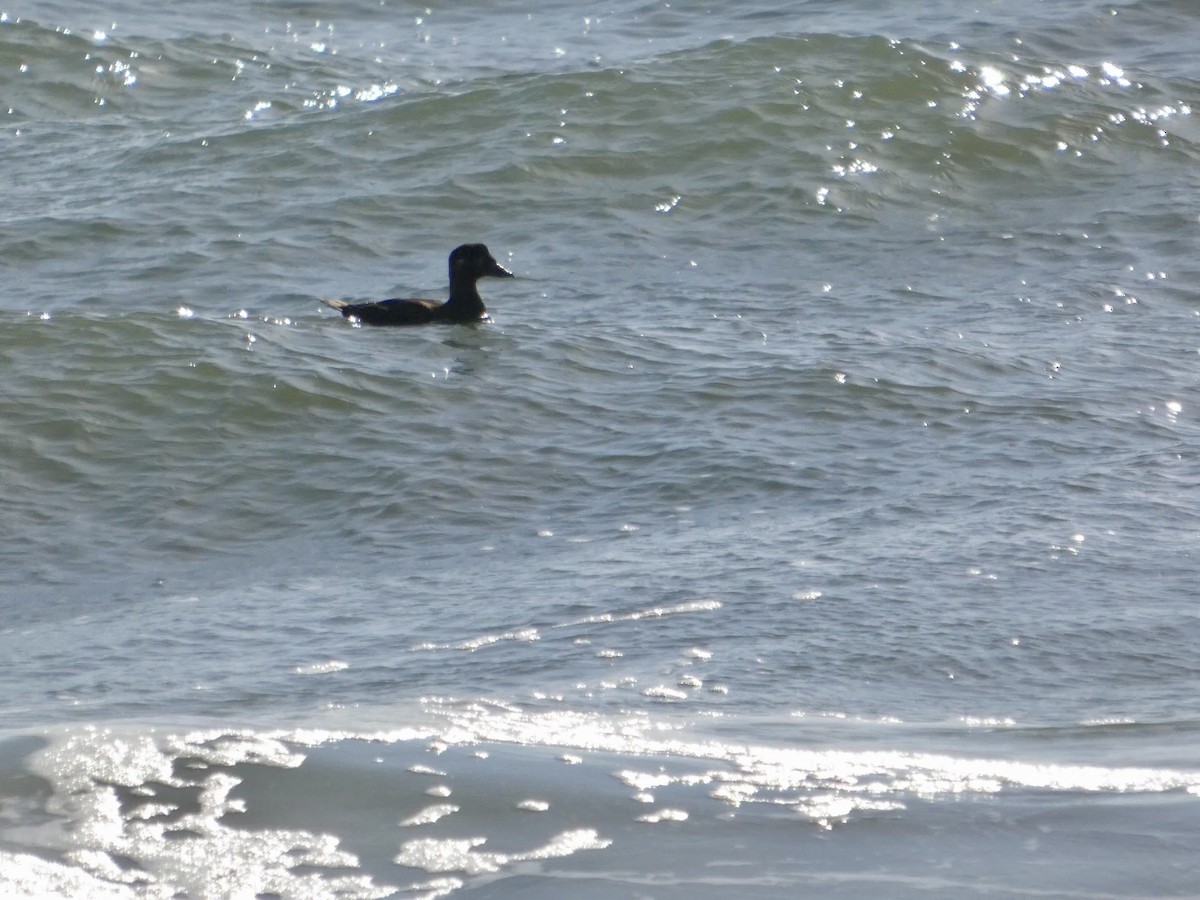 Surf Scoter - ML643019904