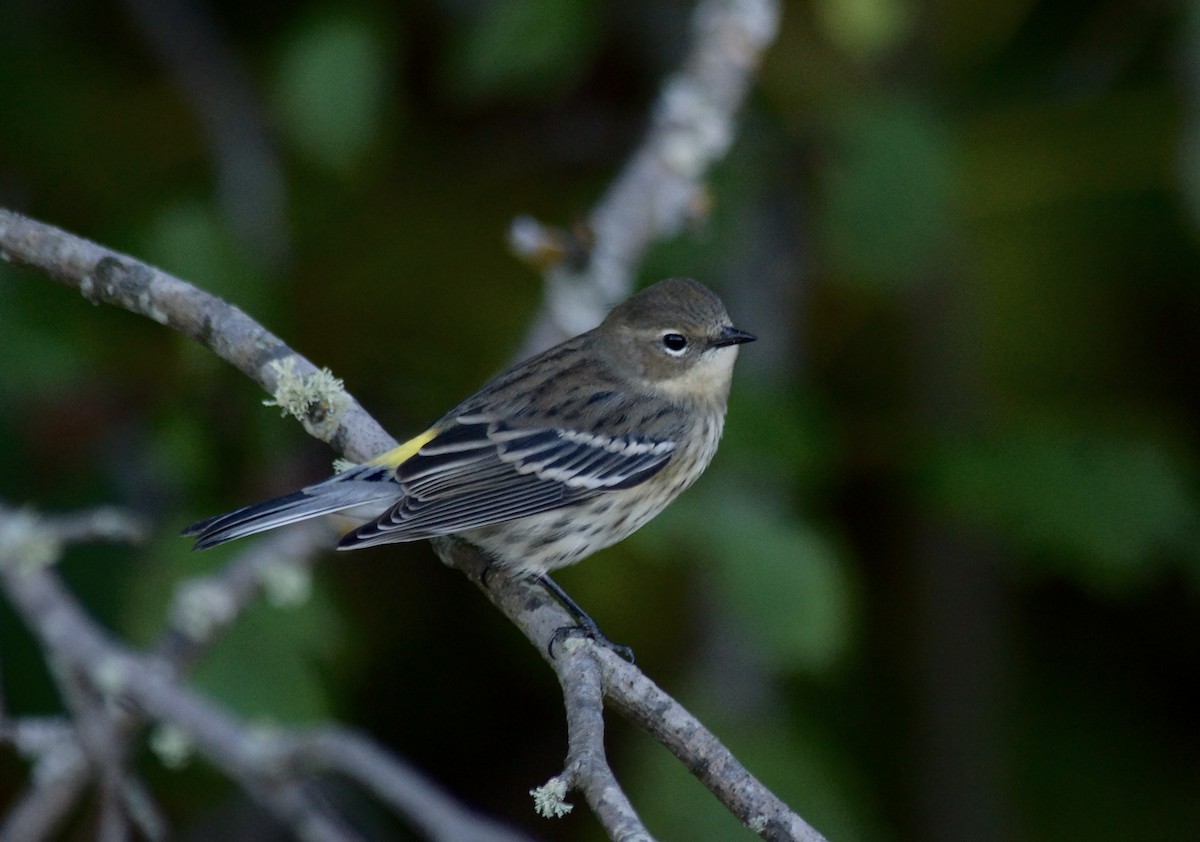 Yellow-rumped Warbler - ML643019907