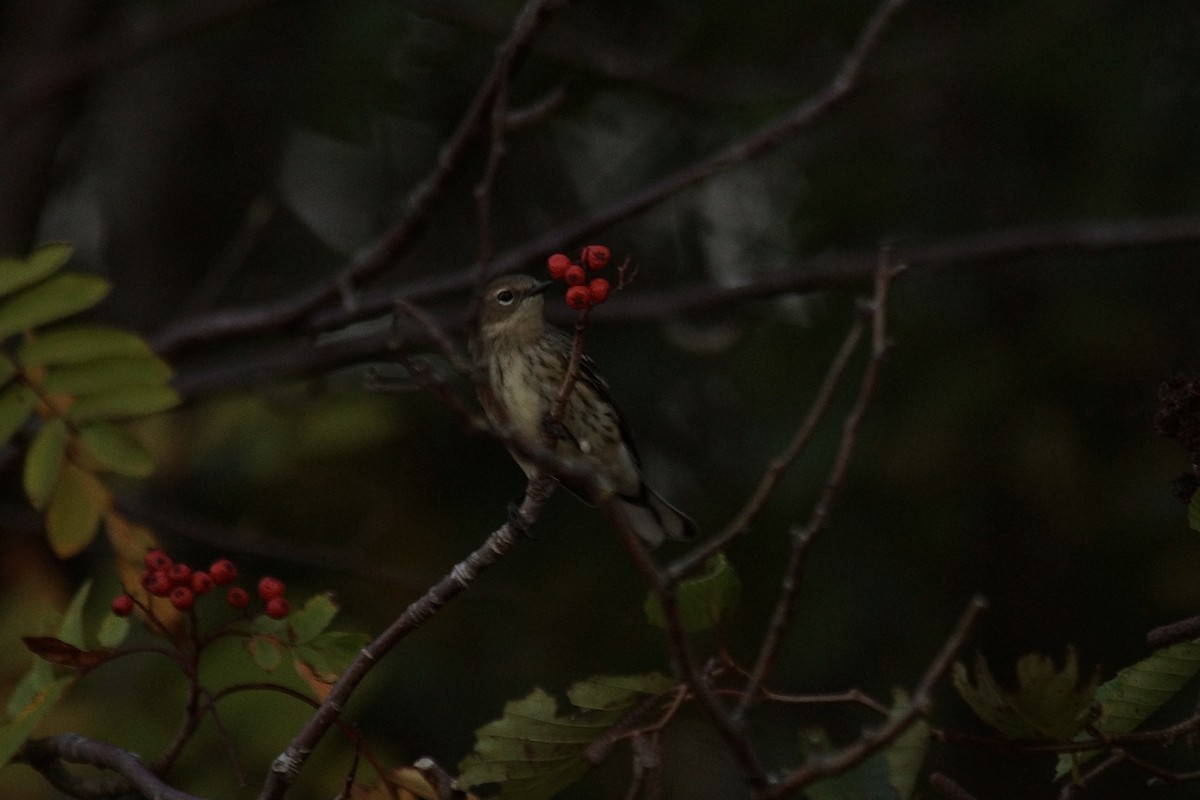 Yellow-rumped Warbler - ML643019908