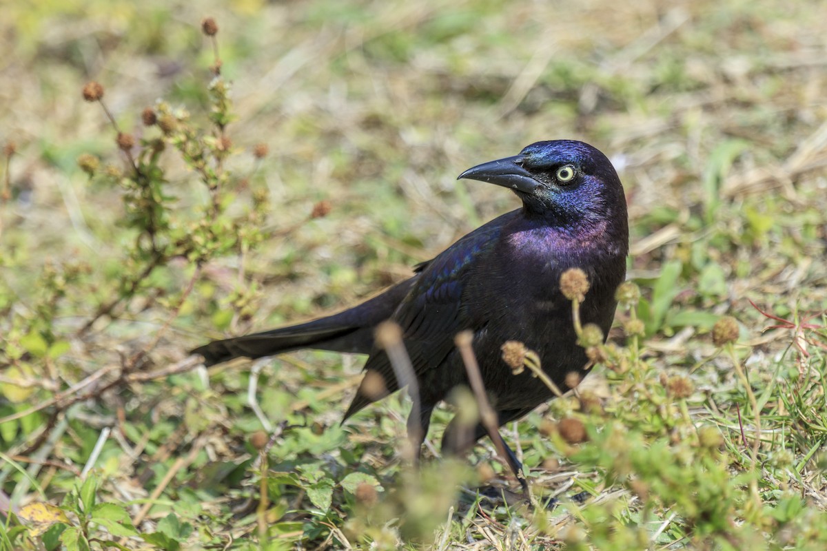 Common Grackle - ML643019910
