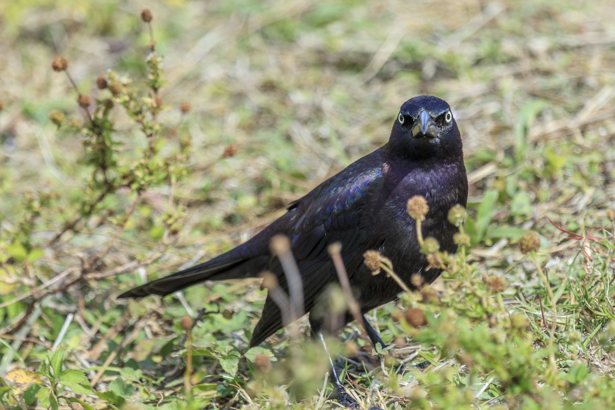 Common Grackle - ML643019911