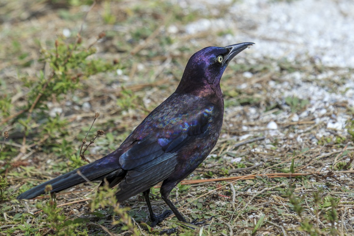 Common Grackle - ML643019912