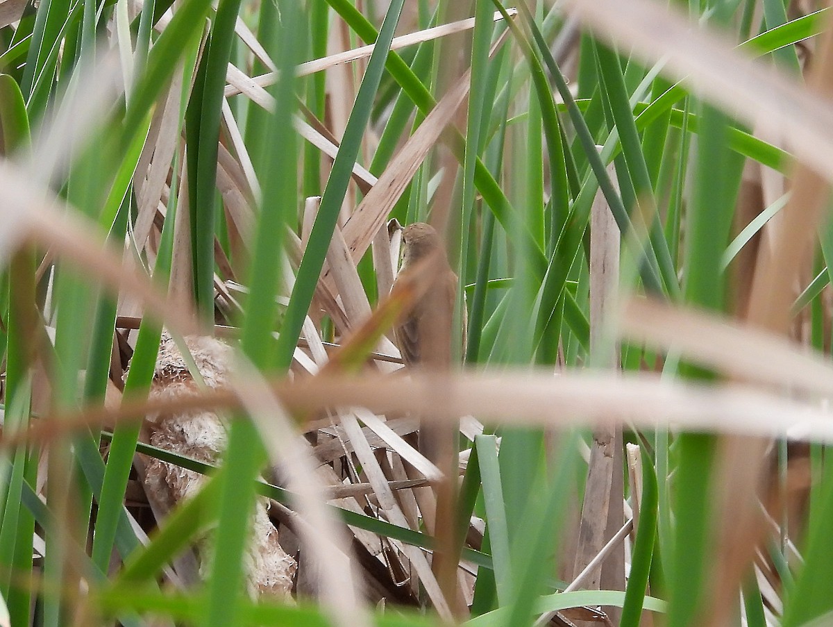 Australian Reed Warbler - ML643019913