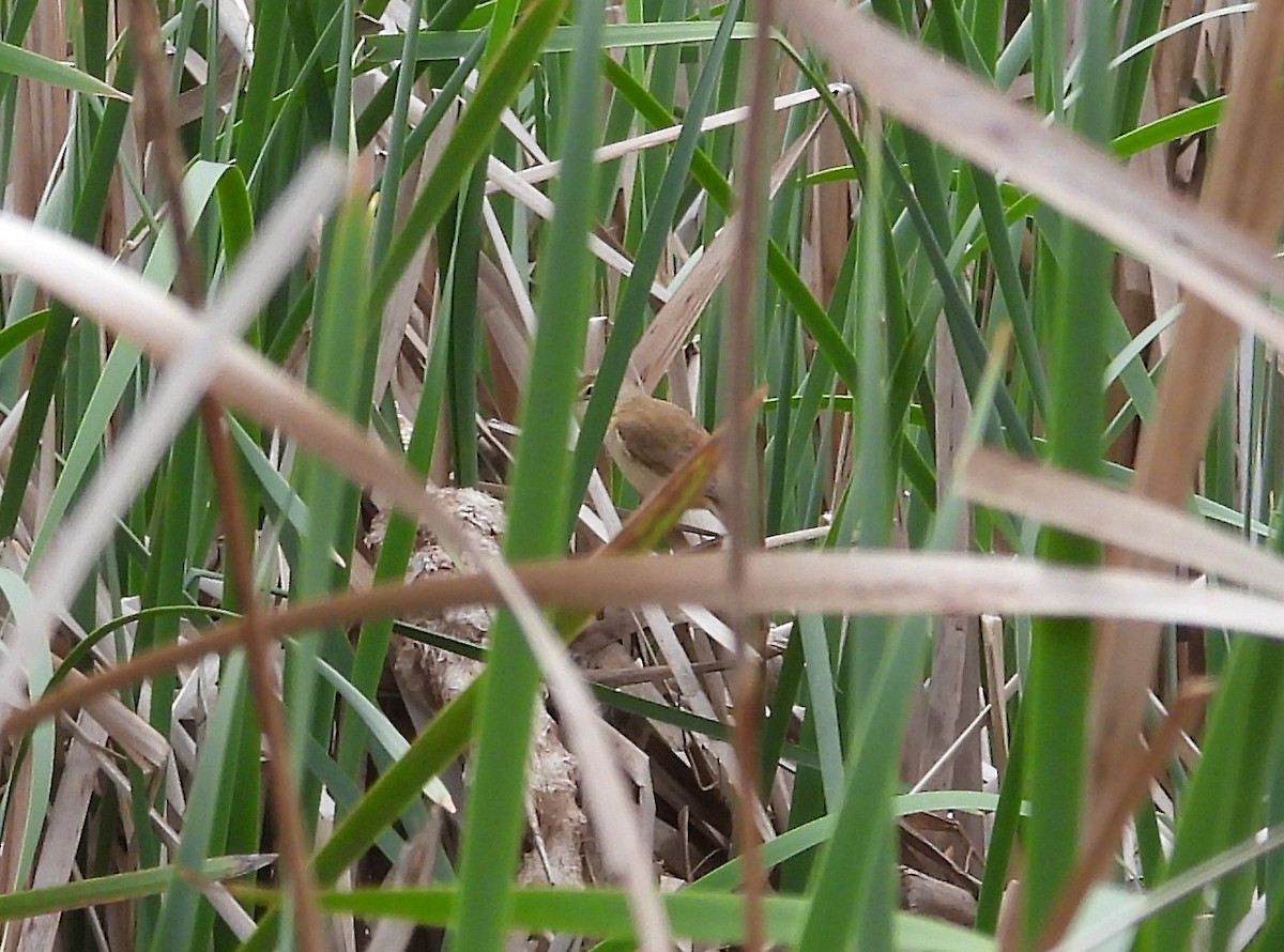 Australian Reed Warbler - ML643019914