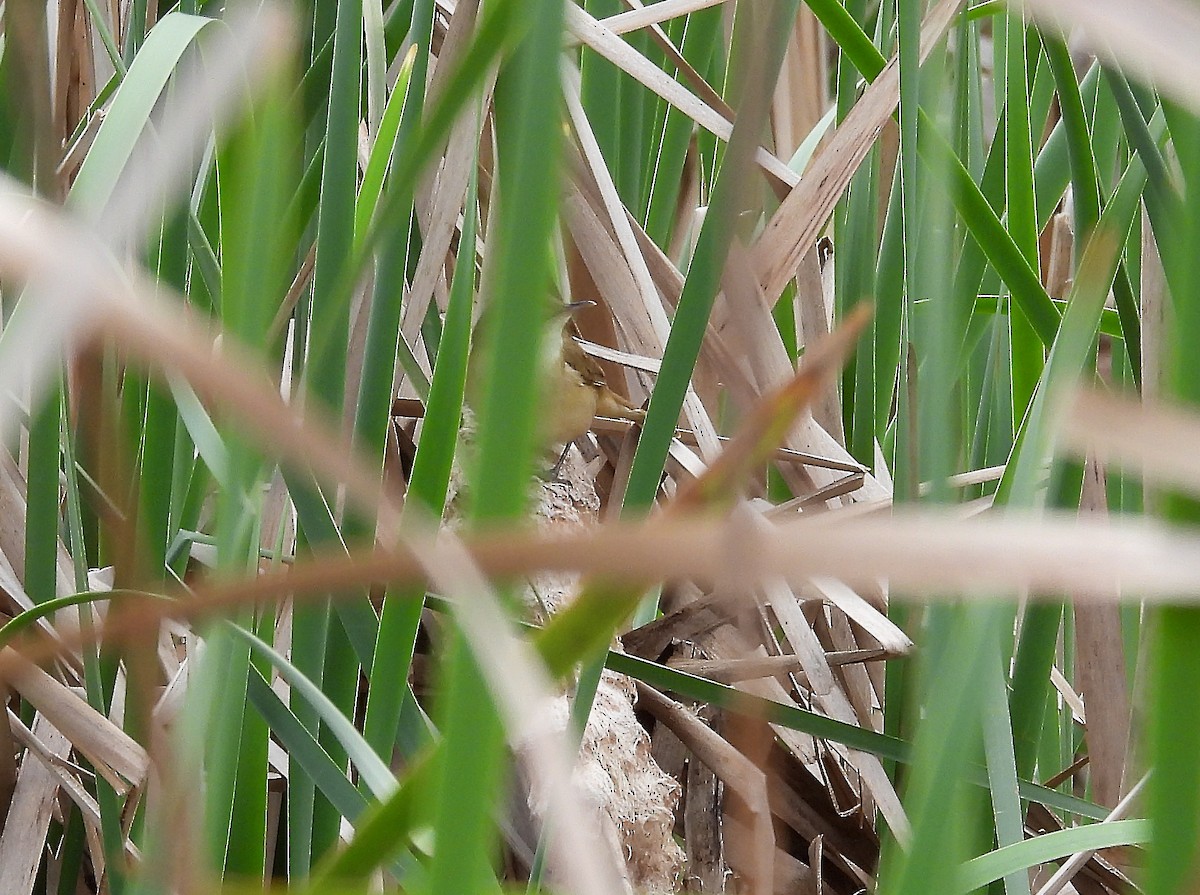 Australian Reed Warbler - ML643019917