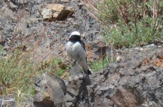 Monachella dorsonero - ML643019918