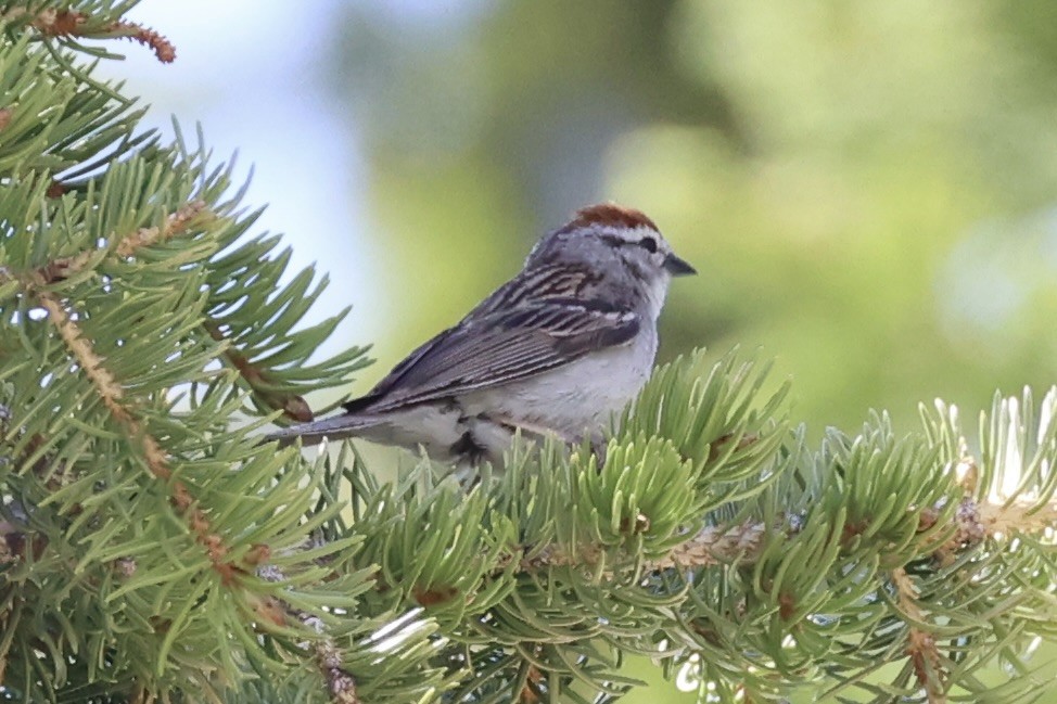 Chipping Sparrow - ML643019927