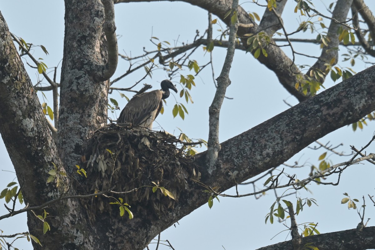 Slender-billed Vulture - ML643019941
