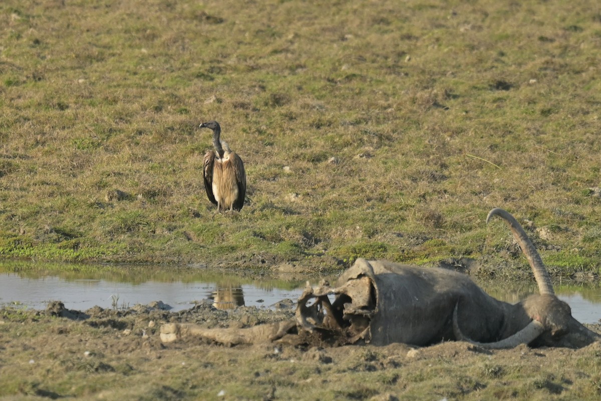 Slender-billed Vulture - ML643019942