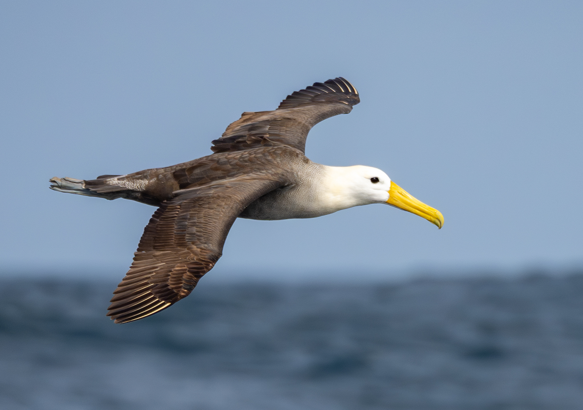 Waved Albatross - ML643019950