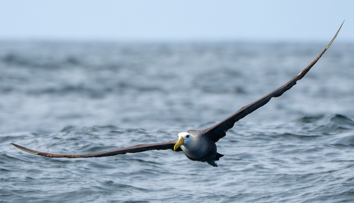 Waved Albatross - ML643019951