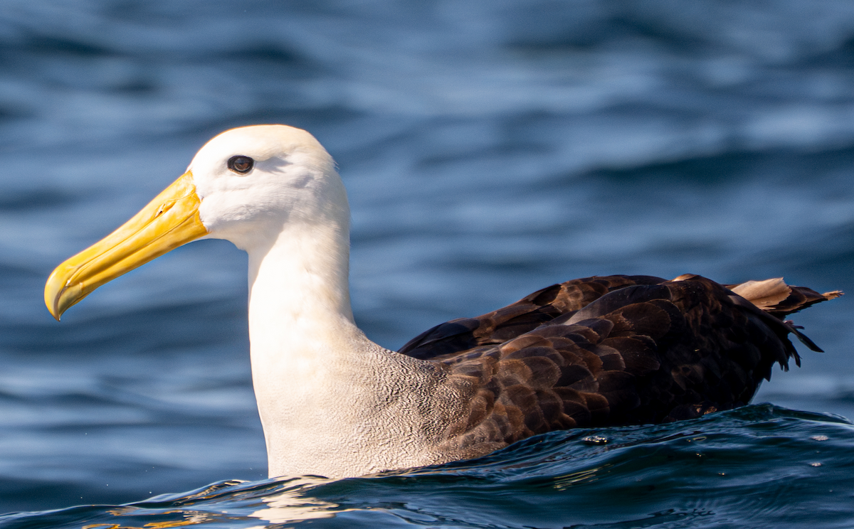 Waved Albatross - ML643019952