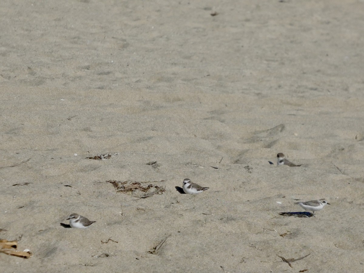 Snowy Plover - ML643019957