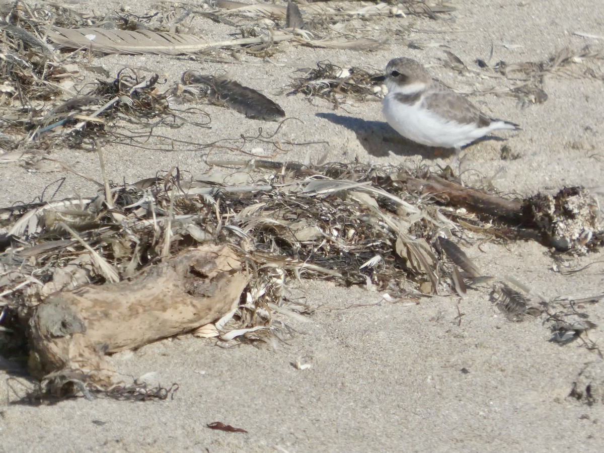 Snowy Plover - ML643019958