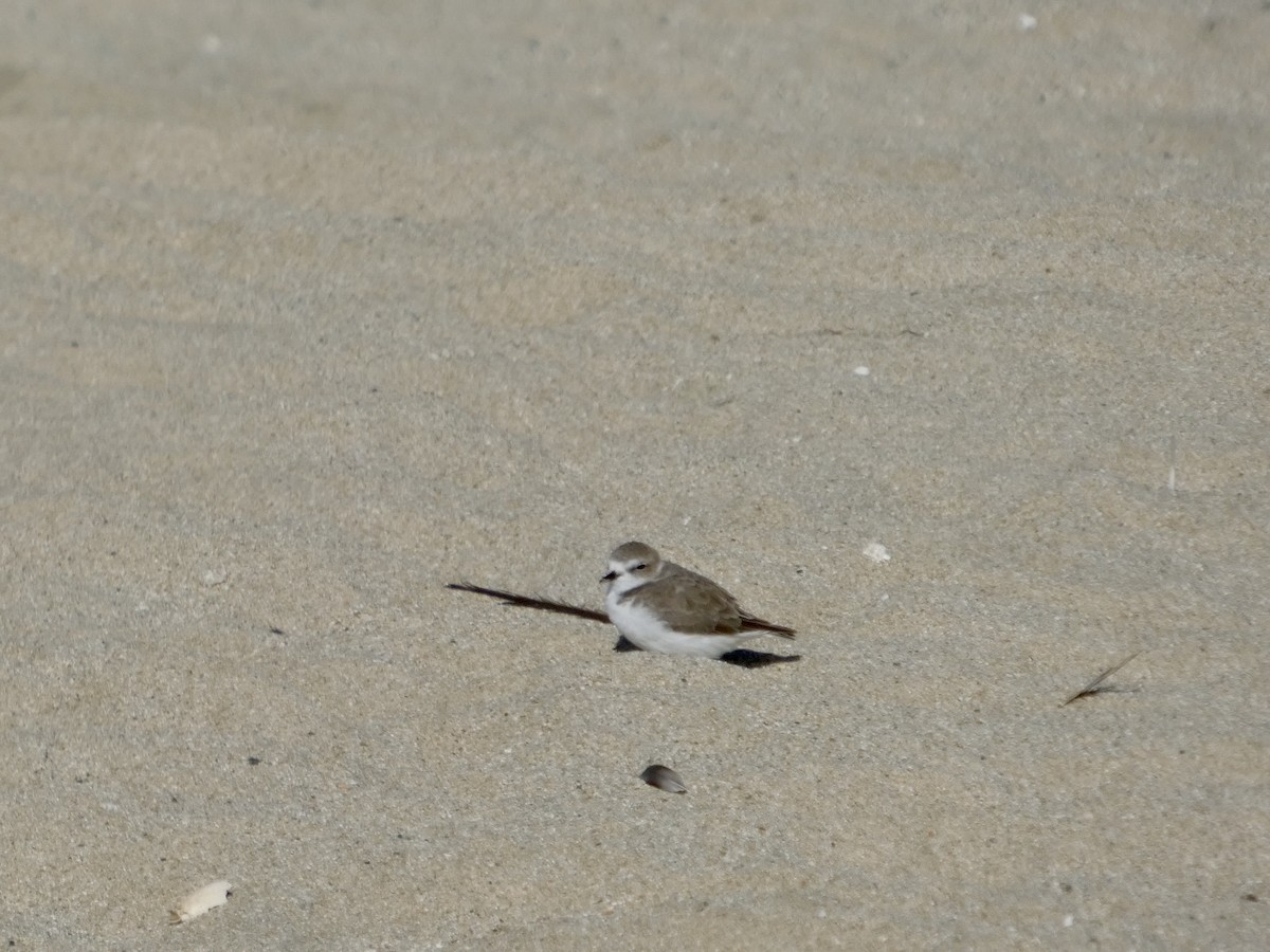 Snowy Plover - ML643019959