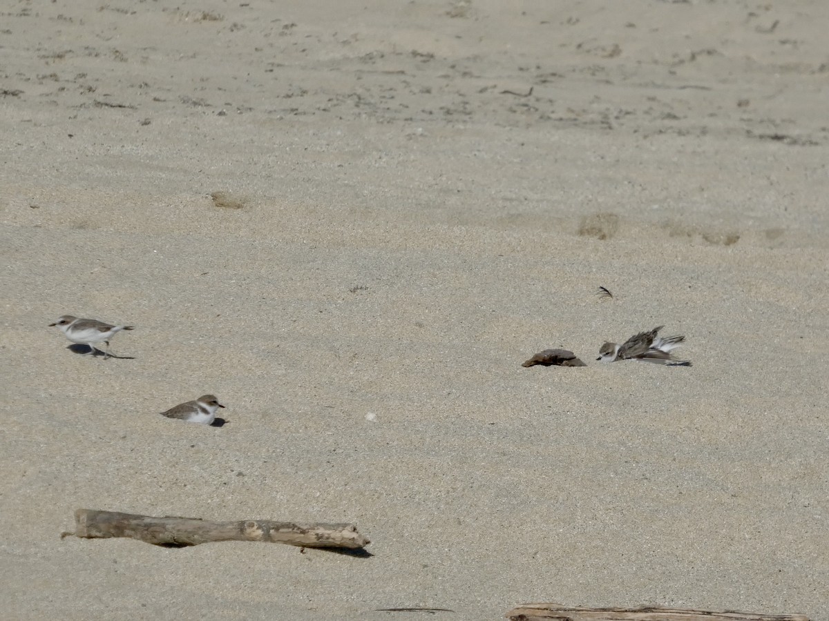 Snowy Plover - ML643019960