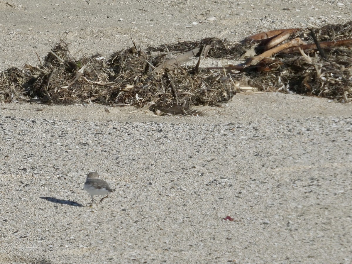 Snowy Plover - ML643019961