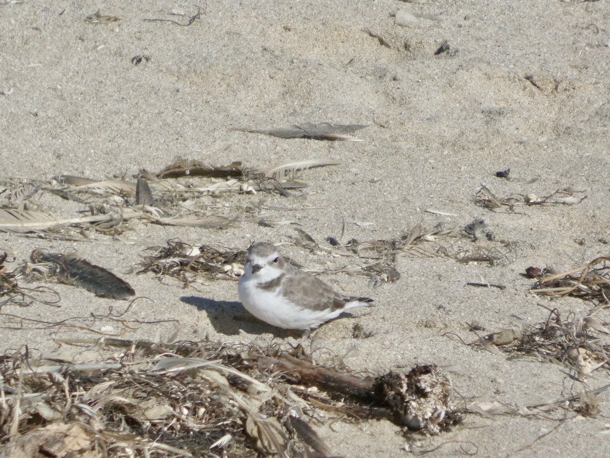 Snowy Plover - ML643019962