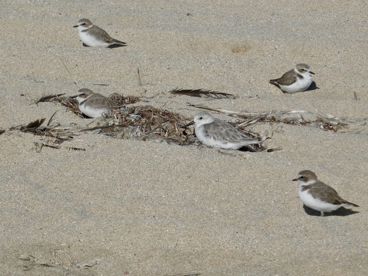 Snowy Plover - ML643019963