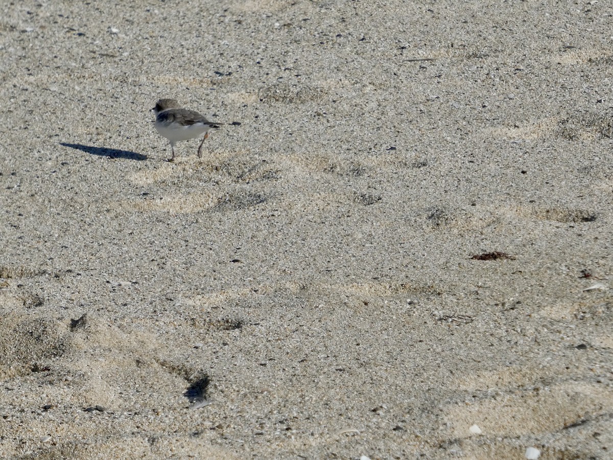 Snowy Plover - ML643019964
