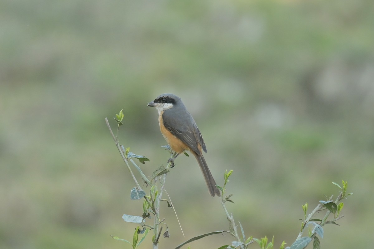 Gray-backed Shrike - ML643019967