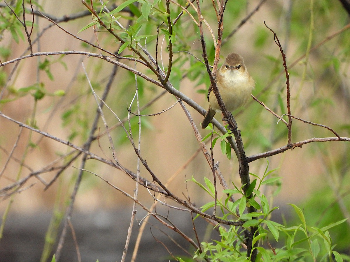 Australian Reed Warbler - ML643019968